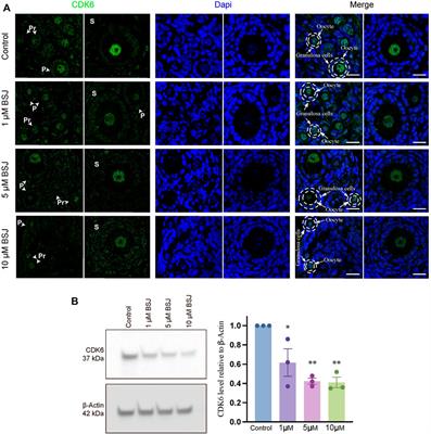Cyclin-dependent kinase 6 (CDK6) as a potent regulator of the ovarian primordial-to-primary follicle transition